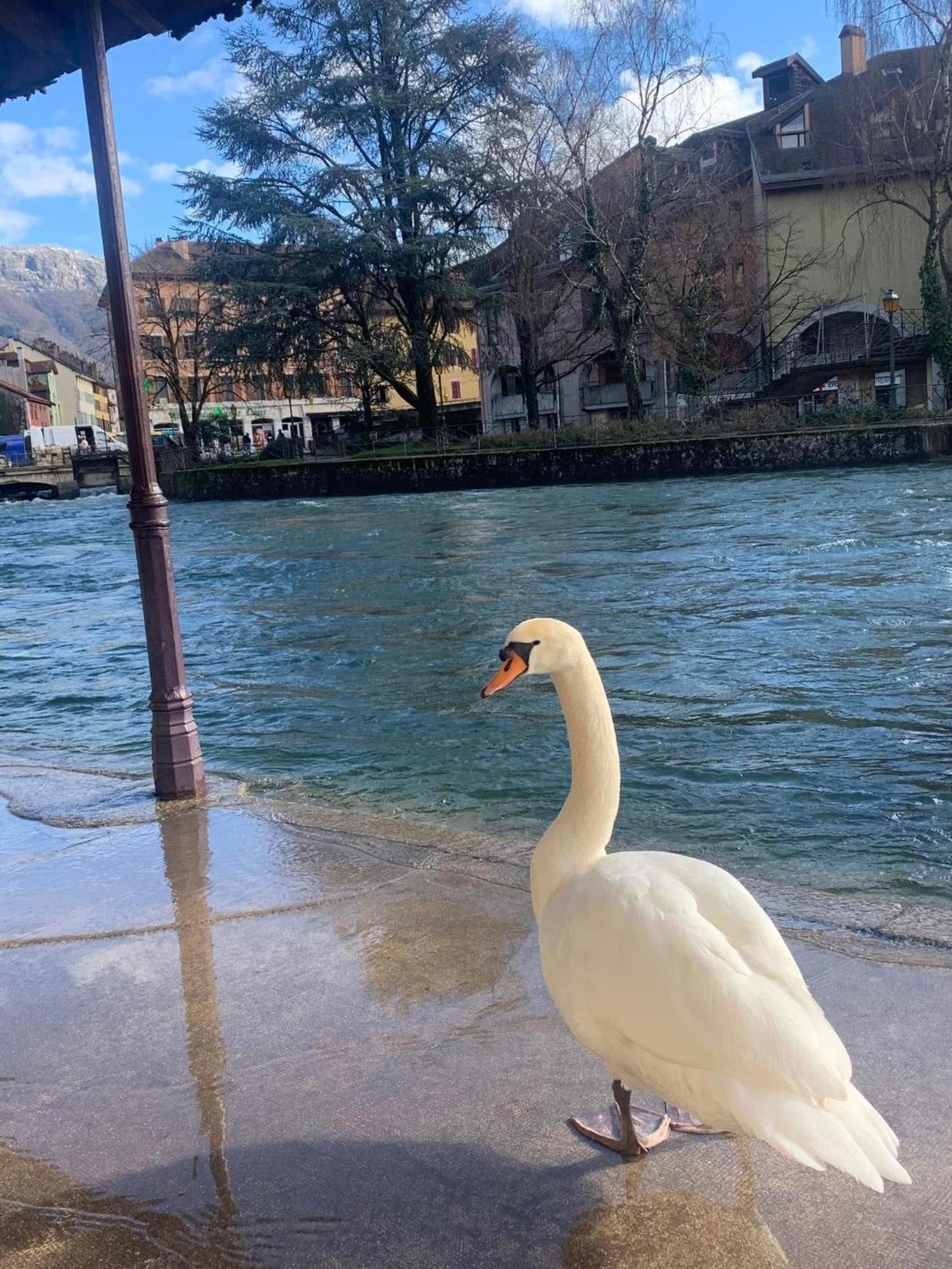 Appartement La Petite Venise Des Alpes, Ultra Centre 1 A 5 Pers à Annecy Extérieur photo